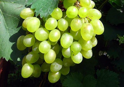 Виноград Алеша Попович (Алешенькин) описание и отзывы