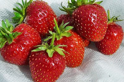 Клубника Vima Zanta(Вима занта)