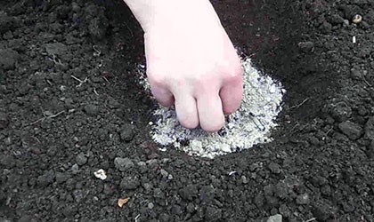 Как правильно садить семена кабачков в открытый грунт