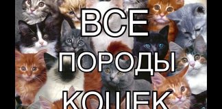 Как узнать породу кошки по фото онлайн