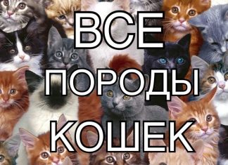 Как узнать породу кошки по фото онлайн
