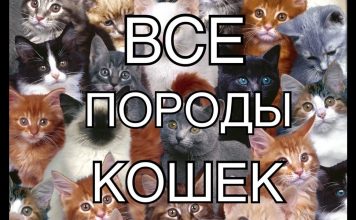 Как узнать породу кошки по фото онлайн