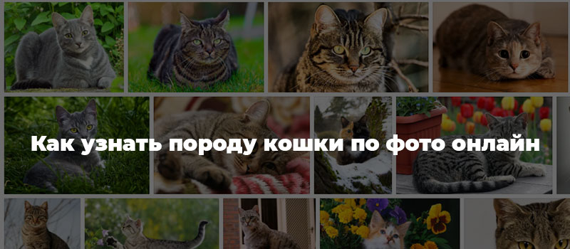 Как узнать породу кошки по фото онлайн
